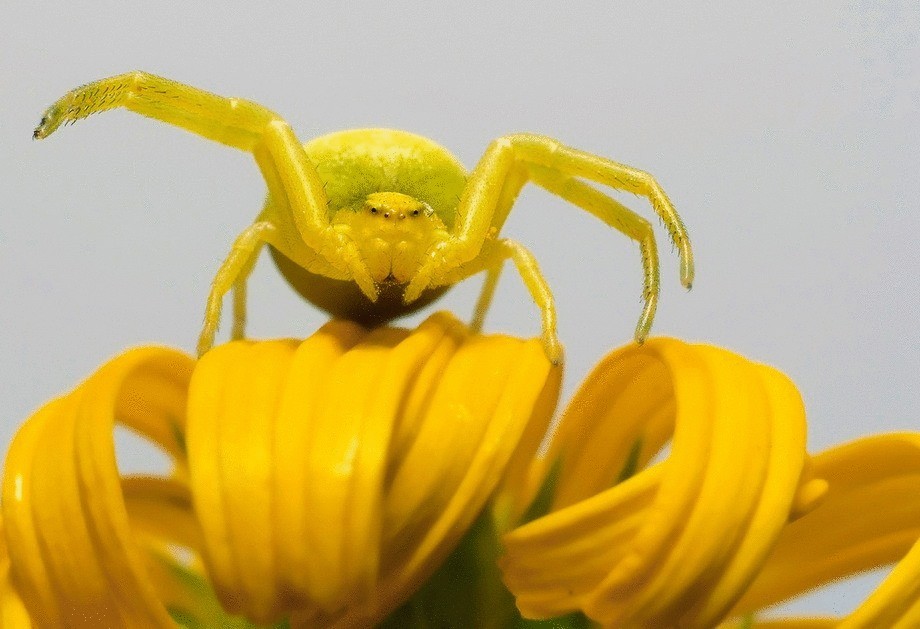 Австралийские ученые открыли новый вид пауков