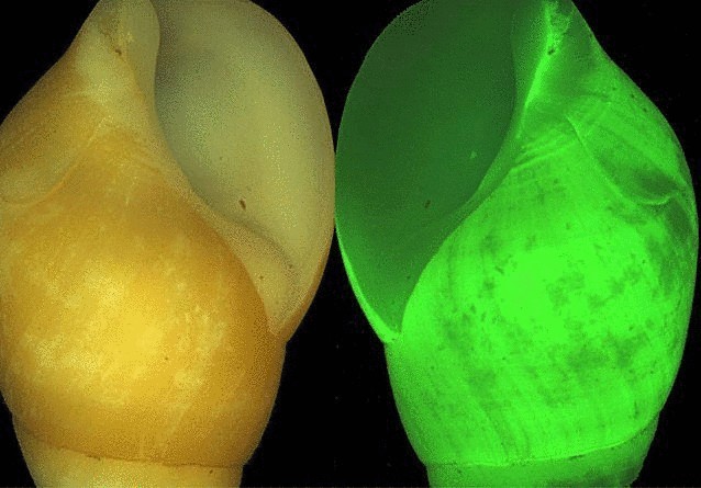 12 уникальнейших улиток мира 12 уникальнейших улиток мира