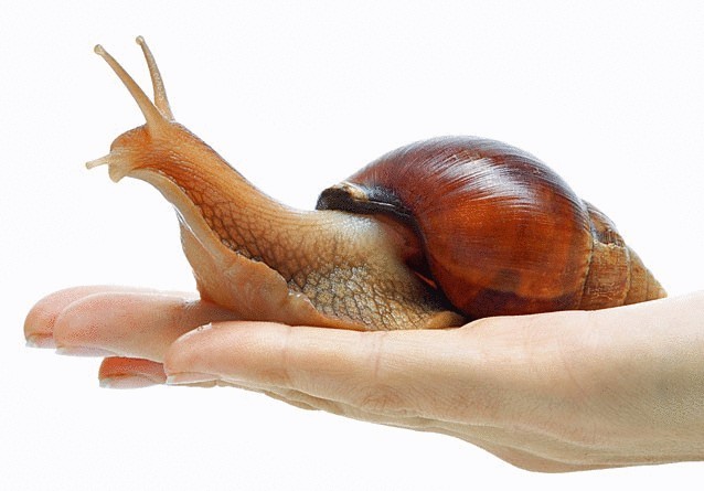12 уникальнейших улиток мира 12 уникальнейших улиток мира
