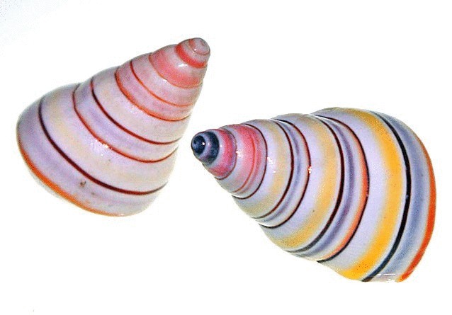 12 уникальнейших улиток мира 12 уникальнейших улиток мира