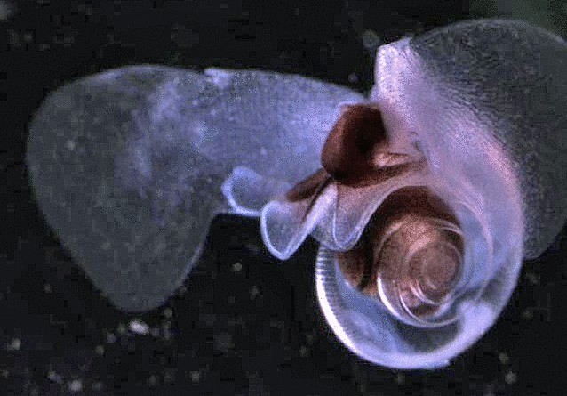 12 уникальнейших улиток мира 12 уникальнейших улиток мира