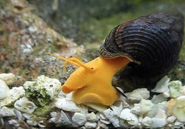 12 уникальнейших улиток мира 12 уникальнейших улиток мира