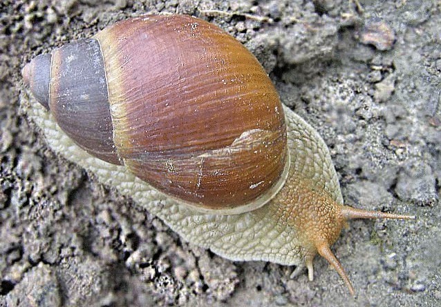 12 уникальнейших улиток мира 12 уникальнейших улиток мира