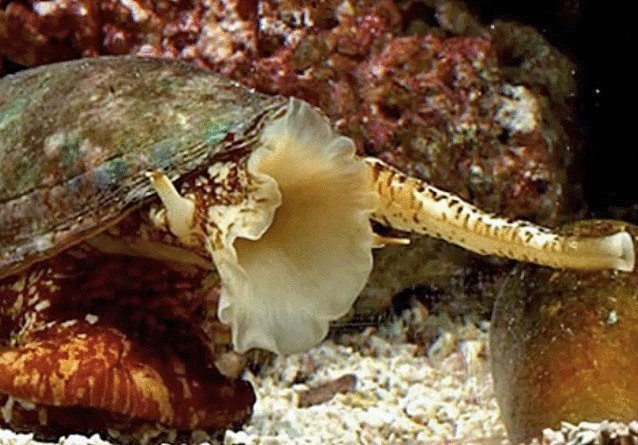 12 уникальнейших улиток мира 12 уникальнейших улиток мира