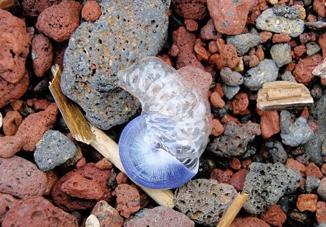 12 уникальнейших улиток мира 12 уникальнейших улиток мира