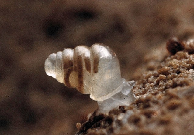 12 уникальнейших улиток мира 12 уникальнейших улиток мира