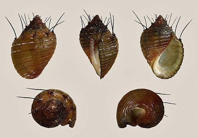 12 уникальнейших улиток мира 12 уникальнейших улиток мира
