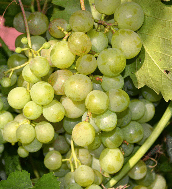 Как вырастить южный сладкий виноград на севере без теплиц